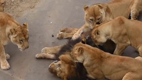 Female Lion Attack on Male Lion