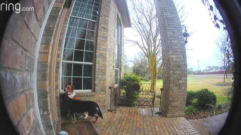 Family Dogs Learn to Use Ring Video Doorbell to Get Owner’s Attention