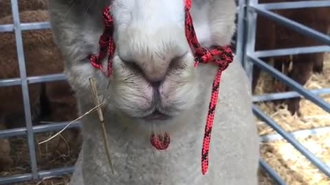 Guy talks to squeaking llama in petting zoo