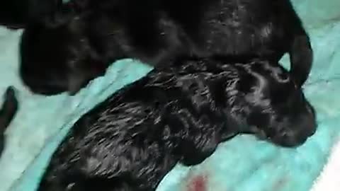 dog having puppies