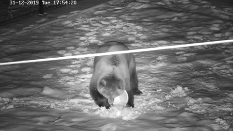 Bear playing with snow