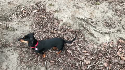 A dog wagging its tail.