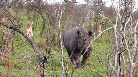 Black Rhino and Lion interaction