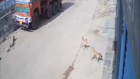 Tiger 🐅 Attack Video