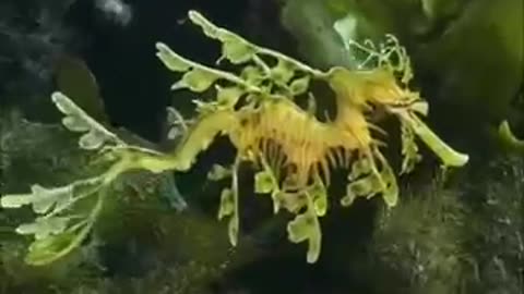 Leafy Sea Dragon | The Mythical Sea Creature