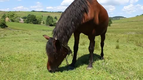 Horse on green meadow