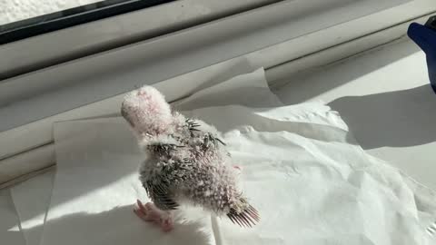 20 days old green cheek parrot enjoying the sun.