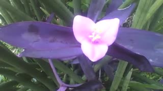 The purple heart plant shows off its beautiful flower, resembles a heart shape! [Nature & Animals]