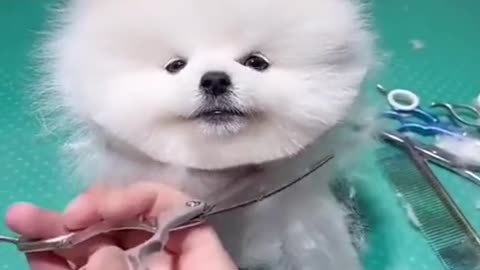 Cute dog cutting