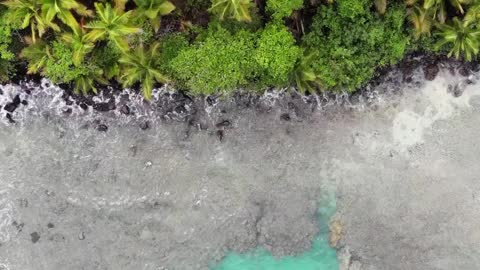 Waves Of The Sea Kissing A Shoreline Of Trees