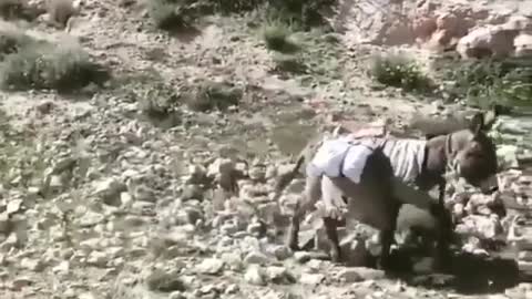 a very strong donkey