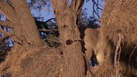 Incredible Battle for Survival - Wild Animals Fighting ! Lion vs Leopard_ Leopard Attack Fail