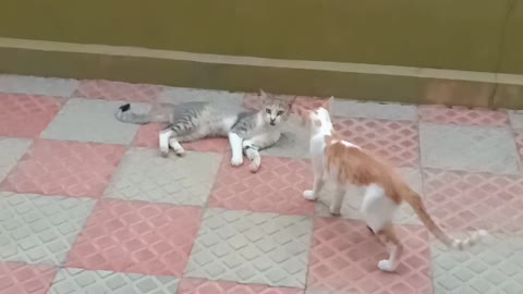 Cute Cats fighting and playing