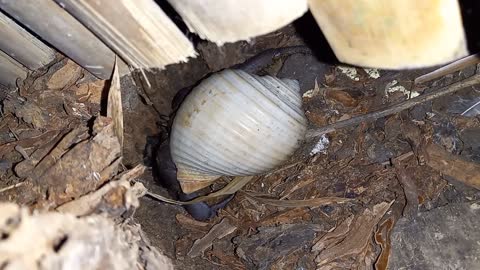 BIG HERMIT CRAB IN THE PHILIPPINES