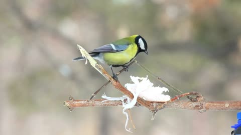 Birds on a branch - With great music