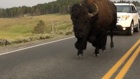 Bison in Yellowstone National Park