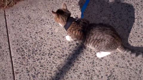 Best Training for your cat on how to walk on a leash.