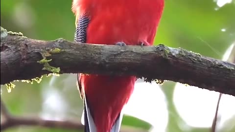 Amazing sound bird at the nature