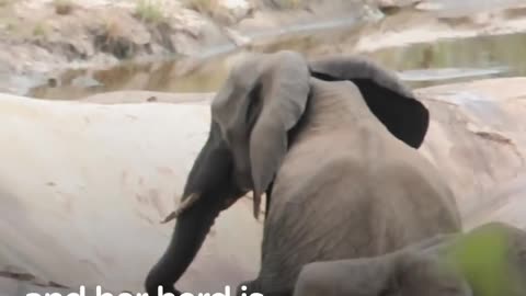 Elephant Mom Has Her Baby's Back No Matter What | The Dodo