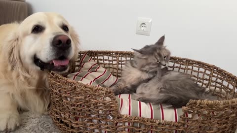 Golden Retriever is Expecting the birth of Baby Kittens from a Pregnant Cat