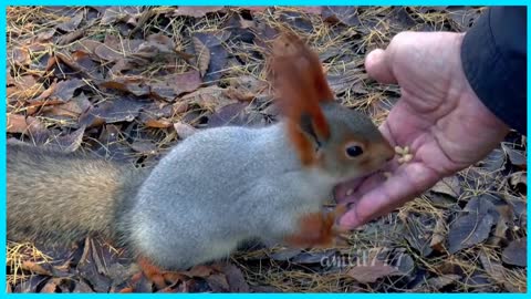 Wild Squirrel And amazing Animal