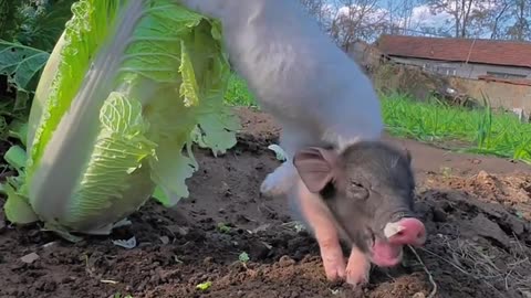 Piglet carries rabbit and eats cabbage