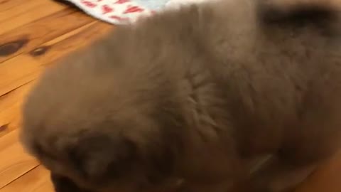 Cute brown fluffly puppy gets up off the floor, can you feel the love song