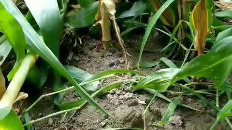 Man Returns Newborn Mice to Mother