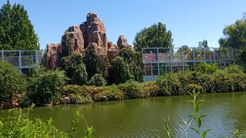 A mountain surrounded by trees