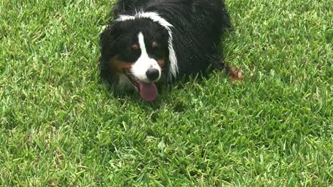 Funny Pup Pranks Owner With A Sprinkler Shower