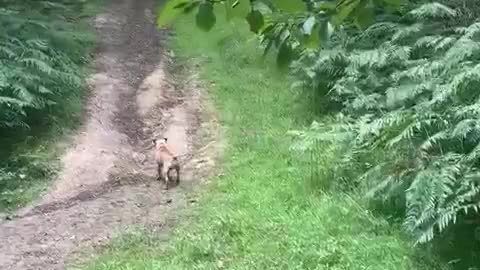 Dog ensures safe landing