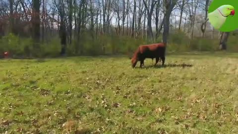 COW VIDEOS 🐄 COWS GRAZING IN A FIELD 🐄 COWS MOOING