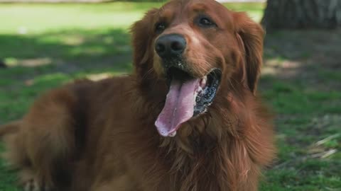 Perro en el parque