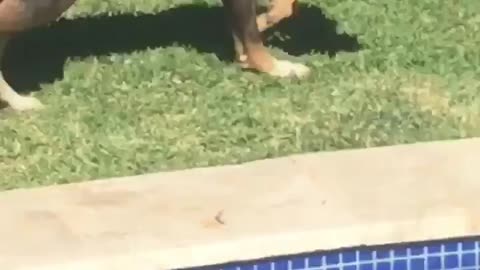 Dog Steals a Beer