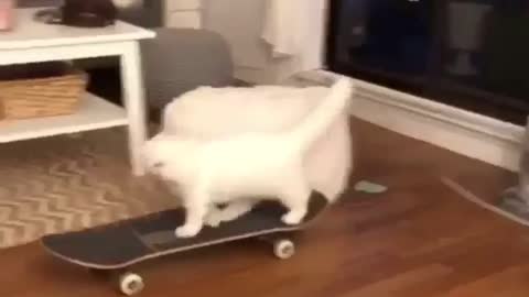 😍 Cute kitten getting on a skateboard 😍