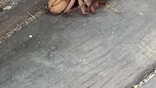 Huntsman Spider Duels with Wasp