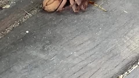 Huntsman Spider Duels with Wasp