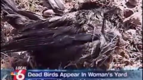 "OVER 3,000 BIRDS DROPPED DEAD from the sky" because of 5G