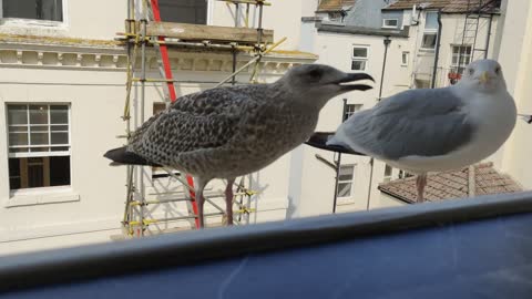 Baby gulls are noisy