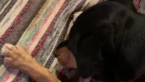 Rottweiler eats Raw bone