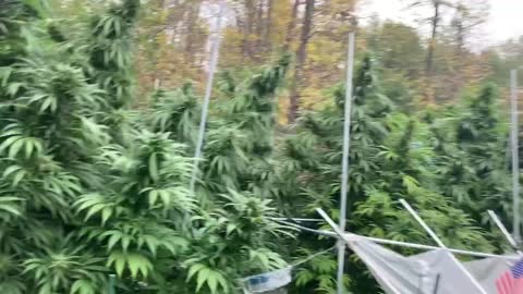 DHP Marijana Greenhouse ©️10-11-21 MO.,