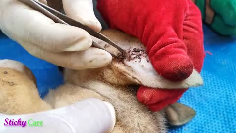 Removing all ticks from dog