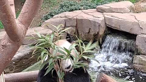 Cute panda eating