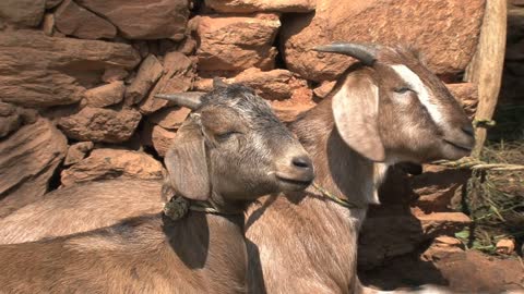 Two goats chewing and enjoying the sunshine