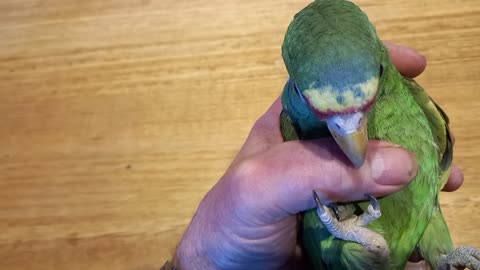 White Fronted Amazon Baby Albifron Video 2