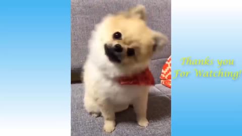 Cute Pets And Funny Animals Compilation siulleq