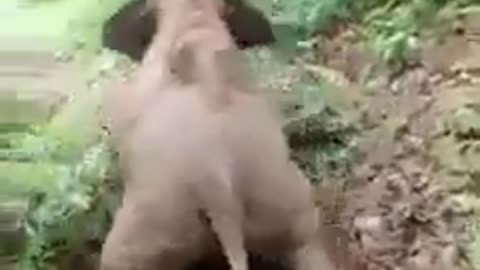 A funny clip of an elephant 🐘 sliding on a forest