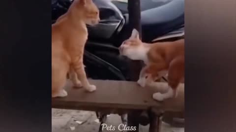 Funny video complition of cats and animals