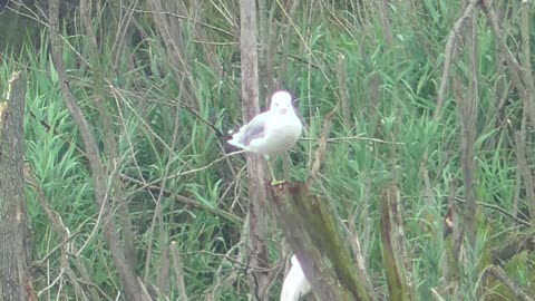 265 Toussaint Wildlife - Oak Harbor Ohio - Herring Gull Perched