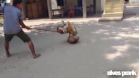 Tiger fake VS Dogs part 2